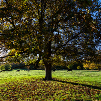 Basildon Park - 10 November 2013 / More trees