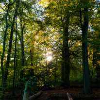 Basildon Park - 10 November 2013 / Nice light in the woods