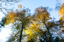 Basildon Park - 10 November 2013 / Foliages