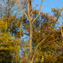 Basildon Park - 10 November 2013 / Foliages