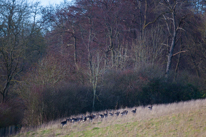 Turville - 02 January 2014 / Deers running away from us...