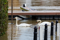 Henley-on-Thames - 08 January 2014 / Flooding by the River Thames in Henley