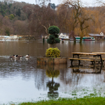 Henley-on-Thames - 08 January 2014 / Mill Meadows flooded