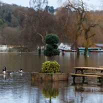 Henley-on-Thames - 08 January 2014 / Mill Meadows flooded