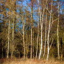 Maidensgrove - 15 February 2014 / Not easy to take photos of trees..