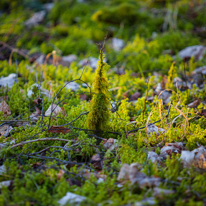 Maidensgrove - 15 February 2014 / Some moss growing delicately on the forest floor