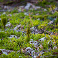 Maidensgrove - 15 February 2014 / Some moss growing delicately on the forest floor