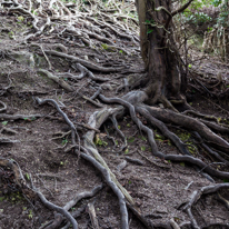 Cliveden - 23 February 2014 / The roots of this tree are amazing