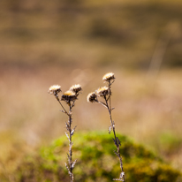 Maidensgrove - 09 March 2014 / This little plant which survived winter...