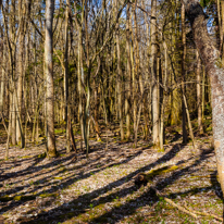 Maidensgrove - 09 March 2014 / Typical forest