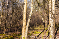 Maidensgrove - 09 March 2014 / Forest