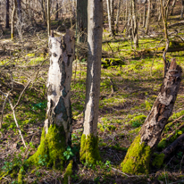 Maidensgrove - 09 March 2014 / Forest