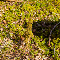 Maidensgrove - 09 March 2014 / Moss