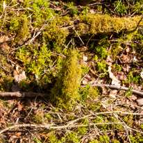 Maidensgrove - 09 March 2014 / Moss