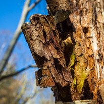 Maidensgrove - 09 March 2014 / Details of an old tree