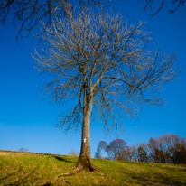 Maidensgrove - 09 March 2014 / Tree