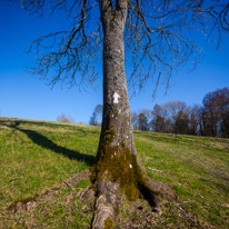 Maidensgrove - 09 March 2014 / Tree