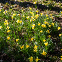 Henley-on-Thames - 16 March 2014 / Daffodils