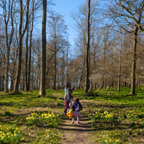 Henley-on-Thames - 16 March 2014 / This part of Greys Court is going to be covered in Bluebells soon