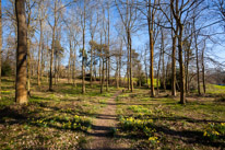 Henley-on-Thames - 16 March 2014 / Greys Court Forest