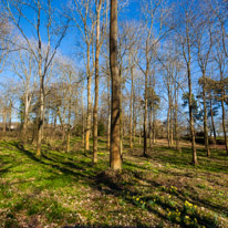 Henley-on-Thames - 16 March 2014 / Greys Court Forest