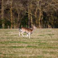 Henley-on-Thames - 16 March 2014 / Wild deers