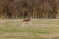 Henley-on-Thames - 16 March 2014 / Wild deers