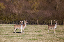 Henley-on-Thames - 16 March 2014 / Wild deers