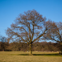 Henley-on-Thames - 16 March 2014 / Beautiful ancient tree