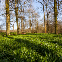 Henley-on-Thames - 29 March 2014 / The bluebells are coming