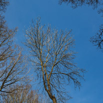 Henley-on-Thames - 29 March 2014 / Trees