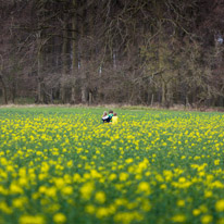 Bix - 30 March 2014 / Oscar, Ben and Kathy checking on the iPad for the first cache