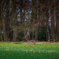 Bix - 30 March 2014 / Deers near Bix