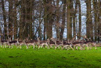 Bix - 30 March 2014 / Deers near Bix