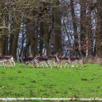 Bix - 30 March 2014 / Deers near Bix