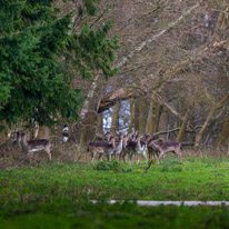 Bix - 30 March 2014 / Deers near Bix