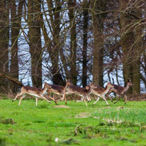 Bix - 30 March 2014 / Deers near Bix