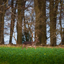 Bix - 30 March 2014 / Deers near Bix