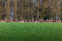 Bix - 30 March 2014 / Deers near Bix