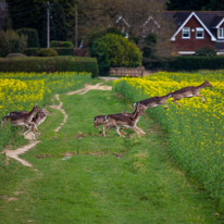 Bix - 30 March 2014 / Deers near Bix