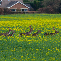 Bix - 30 March 2014 / Deers near Bix