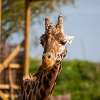 Chessington Park - 05 April 2014 / Giraffe