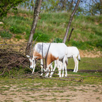 Chessington Park - 05 April 2014 / Antelope