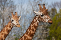 Chessington Park - 05 April 2014 / Giraffes