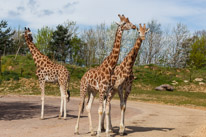 Chessington Park - 05 April 2014 / Giraffes