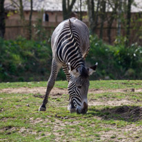 Chessington Park - 05 April 2014 / Zebra