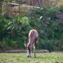 Chessington Park - 05 April 2014 / Antelope