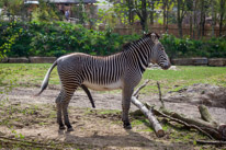 Chessington Park - 05 April 2014 / Zebra