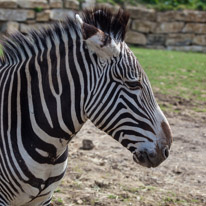 Chessington Park - 05 April 2014 / Zebra