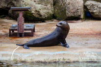 Chessington Park - 05 April 2014 / Sea Lions